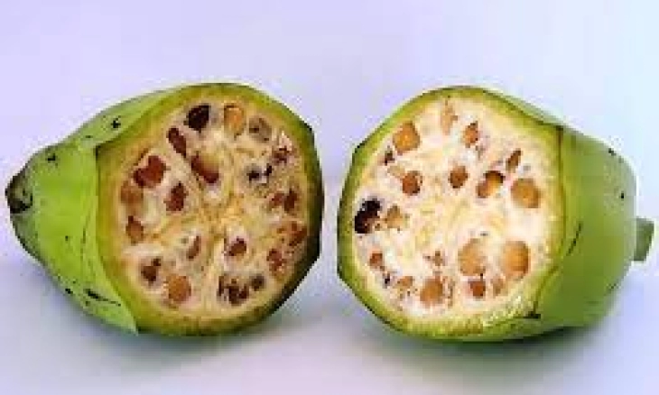 4 Tanaman Ini Berkhasiat sebagai Obat Herbal untuk Wasir atau Ambeien