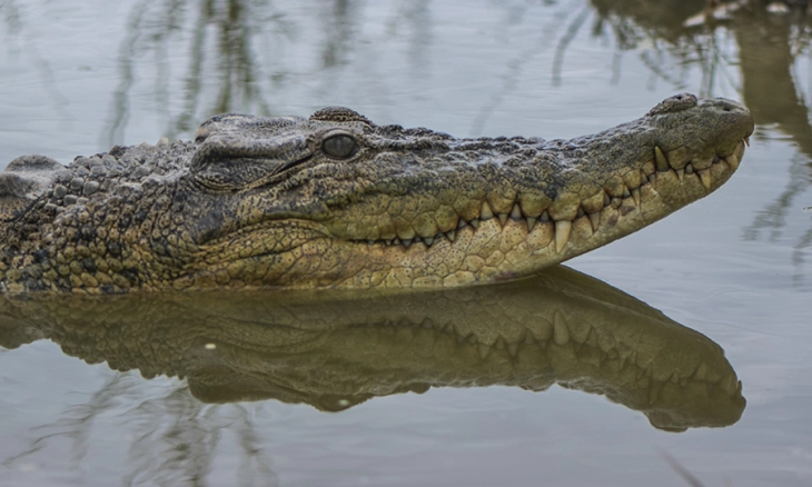 Kemunculan Buaya Berukuran 3 Meter Menakutkan Para Pemancing
