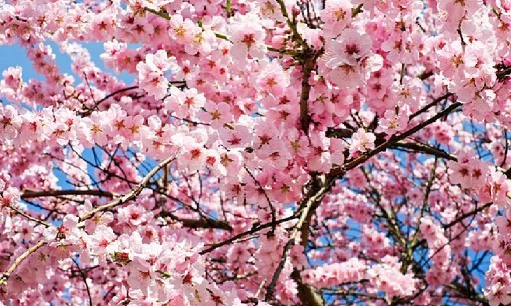 Menikmati Sakura di Kebun Raya Cibodas