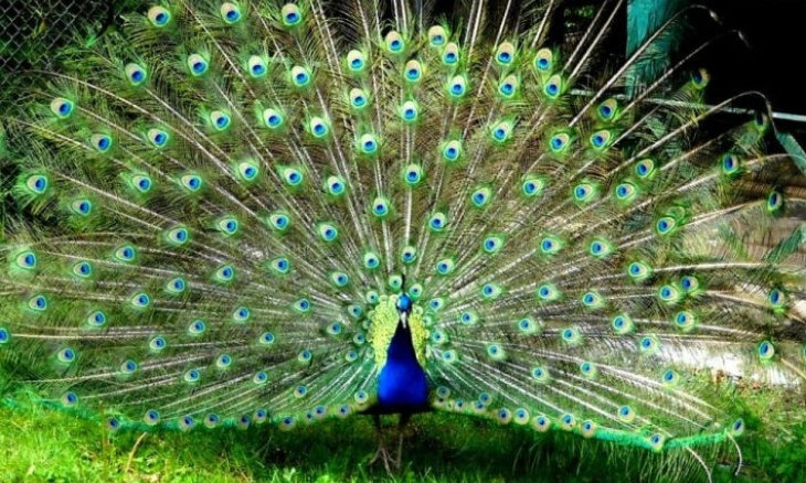 Hanya Ada 3 Spesies Merak di Dunia, Indonesia Masuk?