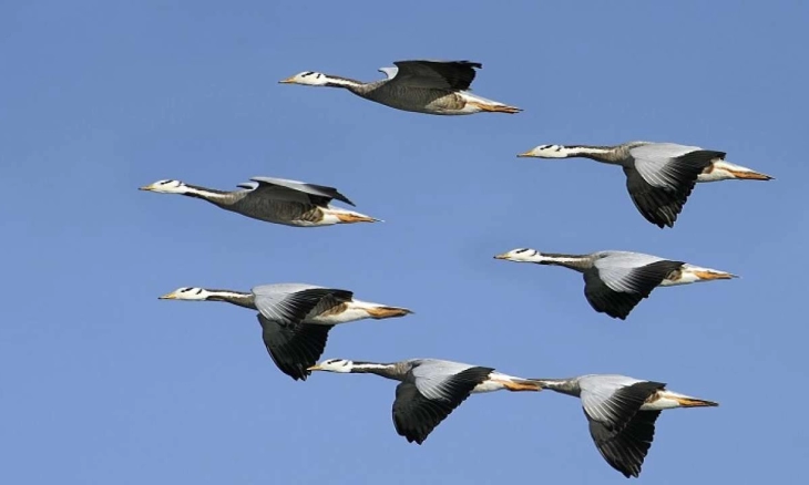 Selain Pemanasan Global, Faktor Non Suhu Berperan Besar dalam Mengubah Sifat Burung