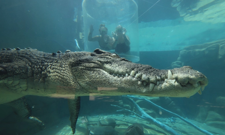 Serunya Berenang Bersama Buaya di Crocosaurus Cove