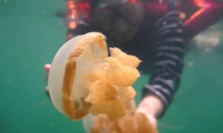 Serunya Berenang Bersama Ubur Ubur di Danau Kakaban