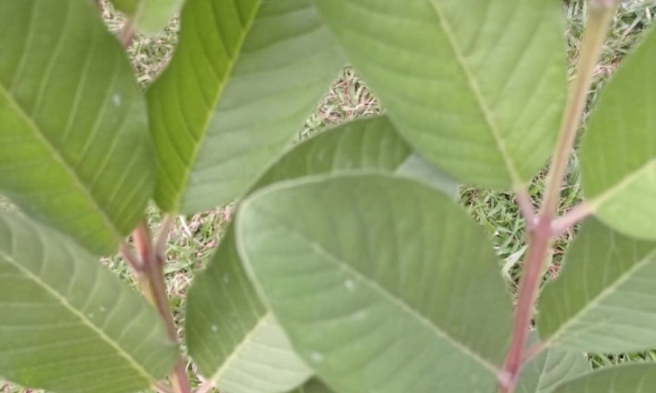Cuma Pakai Daun Jambu Biji Kulit Kencang dan Awet muda