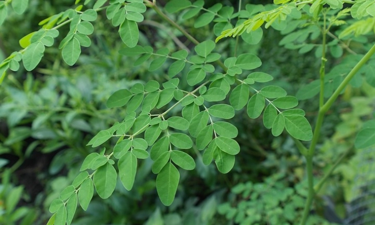 Atasi Mata Panda Dengan Daun Kelor