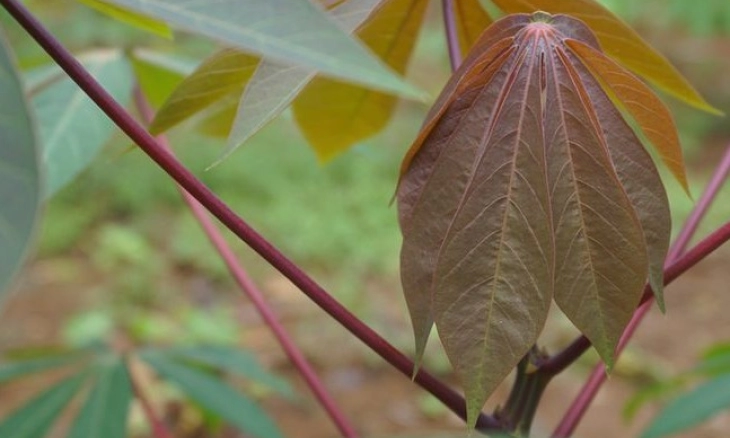 Inilah Manfaat Kandungan Daun Singkong, dapat Cegah Stroke