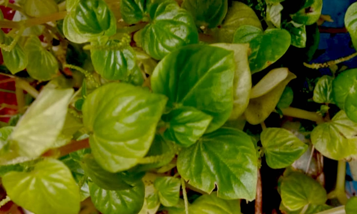 Daun Sirih Cina Mampu Atasi Penyakit Ini