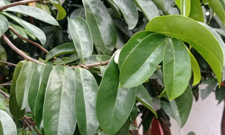 Usir Tikus di Rumah dengan Daun Sirsak