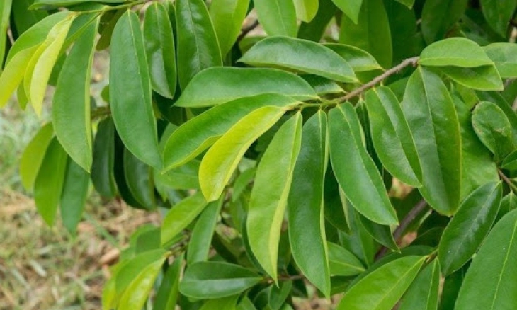 Tumbuhan Herbal yang Dapat Mencegah Penyakit Jantung