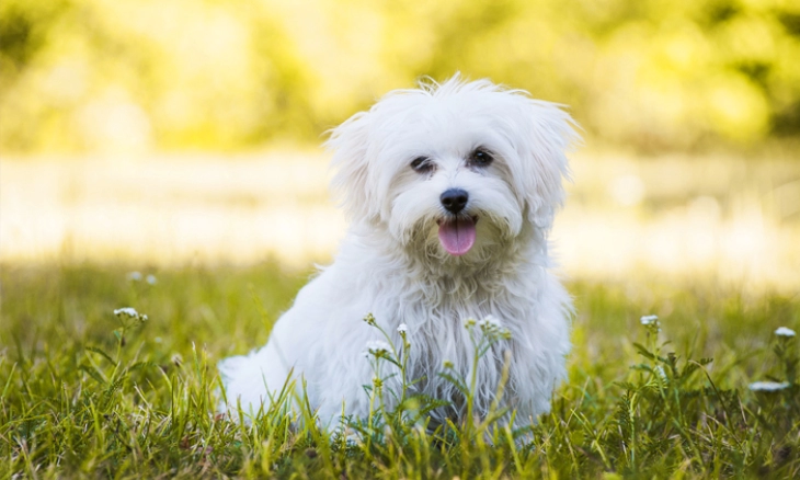 Dua Hari lagi Festival Anjing Terbaik Digelar 