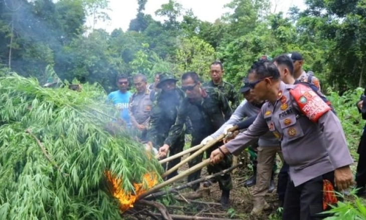 BNN Musnahkan 13.000 Batang Ganja di Ladang Kawasan Aceh Besar
