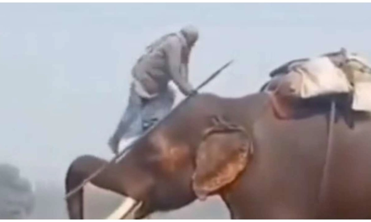 Viral! Gajah Angkat Pawang dengan Belalainya, Mirip di Fim