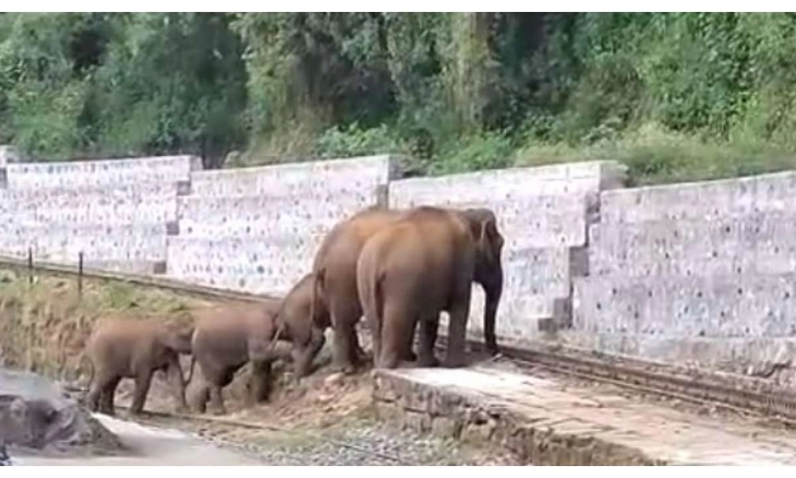 Viral! Kawanan Gajah Pertaruhkan Nyawa untuk Melintasi Rel KA