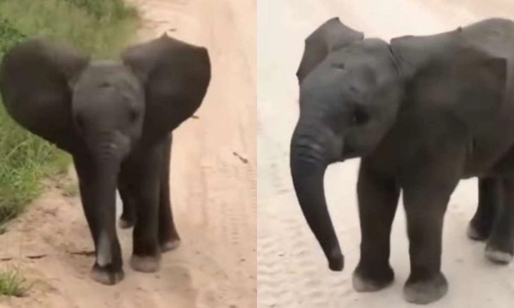 Bayi Gajah Mencoba Menakuti Turis di Safari