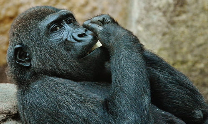 Gorila Kecanduan Smartphone, Menonton YouTube, dan Selfie