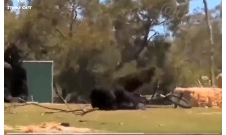 Kocak! Gorila Marah karena Terjatuh dari Sepeda