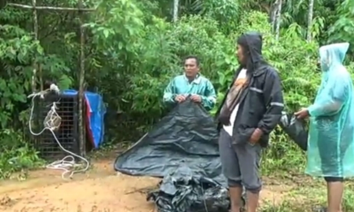 Harimau Sumatra Ditangkap 