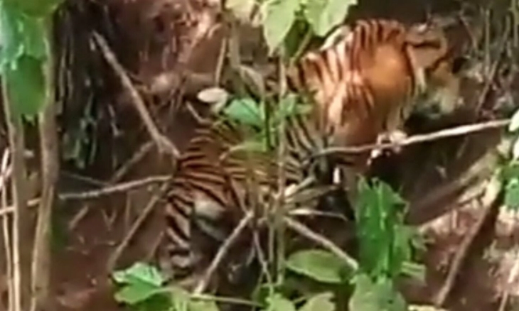 Harimau Betina Terjerat Perangkap Babi