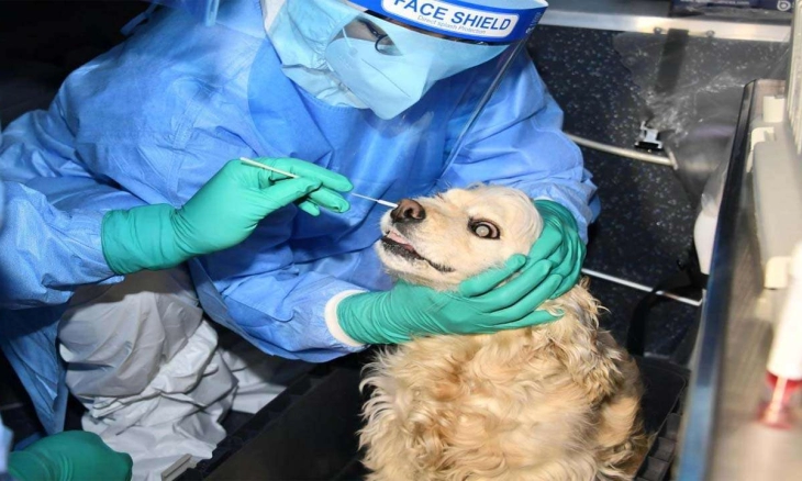 Seorang Dokter Mendesak Organisasi Pemerintah untuk Memvaksinasi Hewan Peliharaan