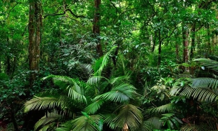 9.000 Lebih Spesies Pohon di Bumi Belum Ditemukan
