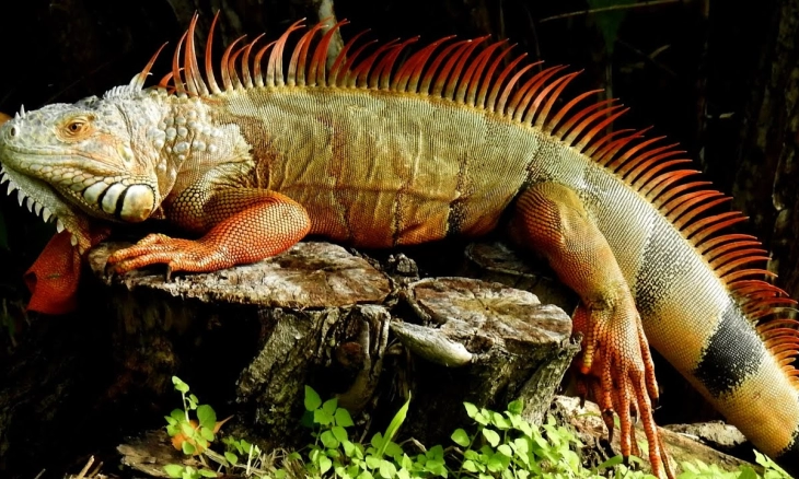 Wanita Ini Terkejut Menemukan Iguana di Toiletnya