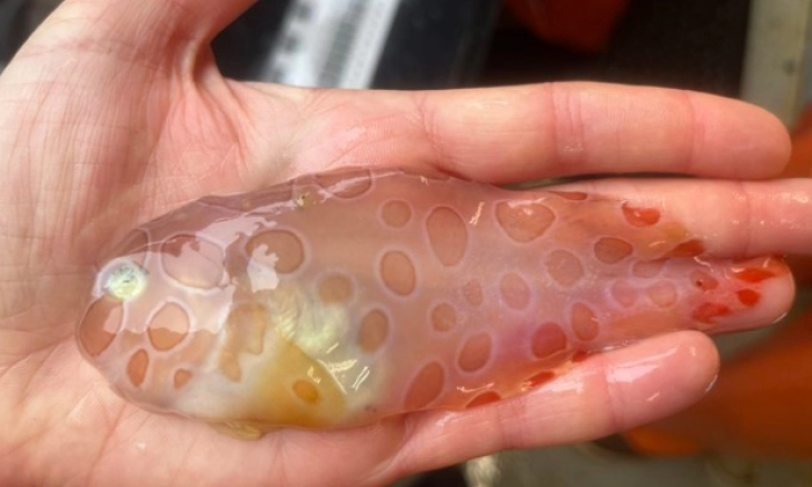 Menakjubkan, Ikan Transparan Langka Ditemukan di Perairan Alaska