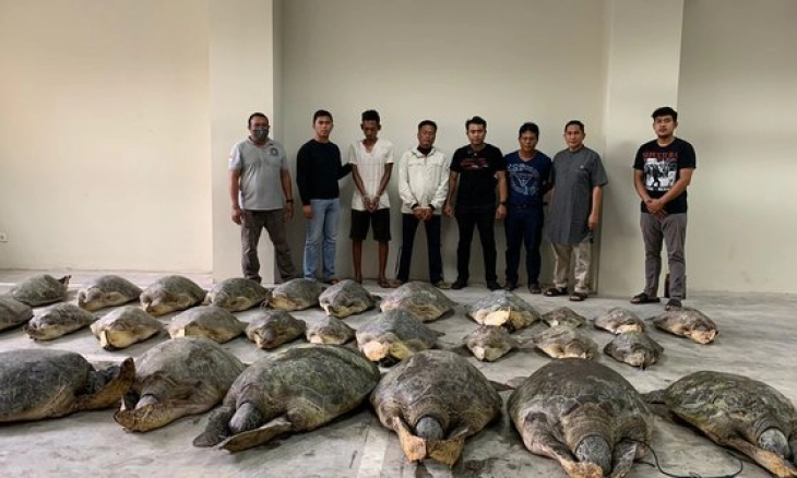 Kepolisian Berhasil Menggagalkan 30 Penyu Hijau Satwa yang Dilindungi