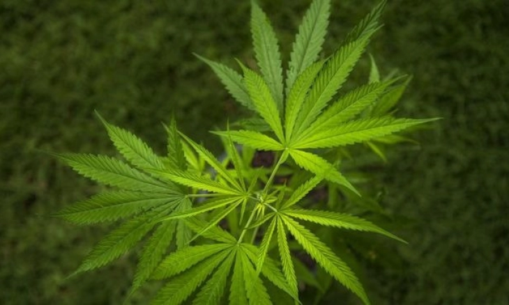 Sita 6 Ton Ganja, Terbesar dalam Sejarah Spanyol