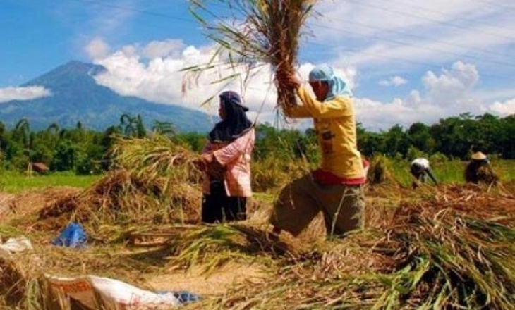 FAO Sebut Indonesia Jauh dari Krisis Pangan, Terima Kasih Petani...
