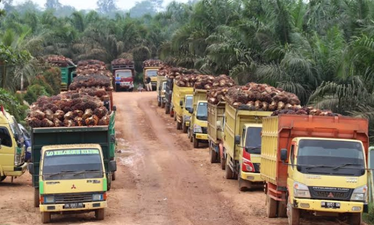 Harga Anjlok, Petani Indonesia Ramai-ramai Jual Sawit ke Malaysia