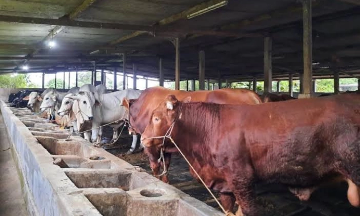 Anggota Komisi IV DPR Ingatkan Kementan Serius Tangani PMK