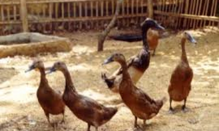 Teror Hewan Ternak Hilang Misterius, Dulu Kambing Sekarang Bebek 