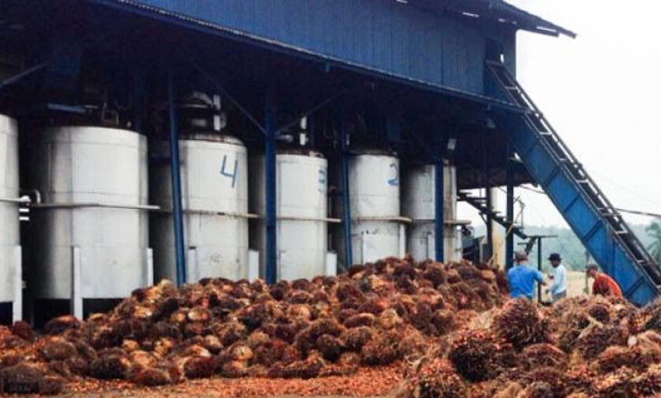 Pengangguran Naik, GAPKI: Pabrik Kelapa Sawit Setop Produksi