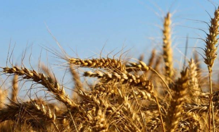 Perang Rusia-Ukraina Buka Peluang Indonesia Produksi Gandum