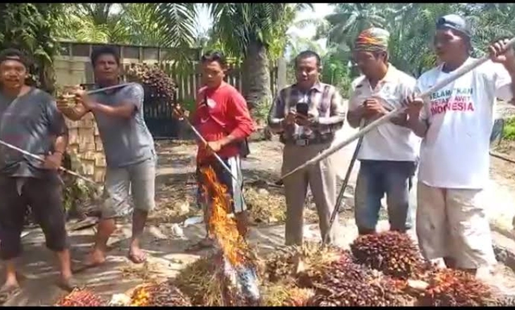 Miris Benar, Banyak Petani Sawit Stres,Teriak-teriak di Kebun