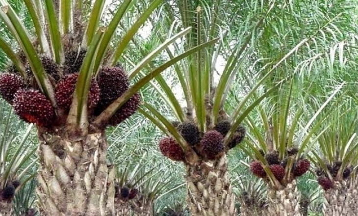 Kemenperin Berjanji Perlancar Ekspor Produk Hilir Sawit