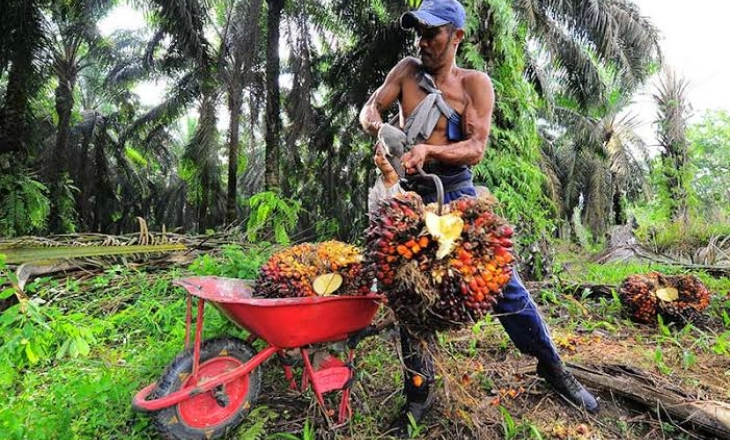 Harga Minyak Sawit Mentah di Jambi Meroket Lebih dari Rp7.500/Kg