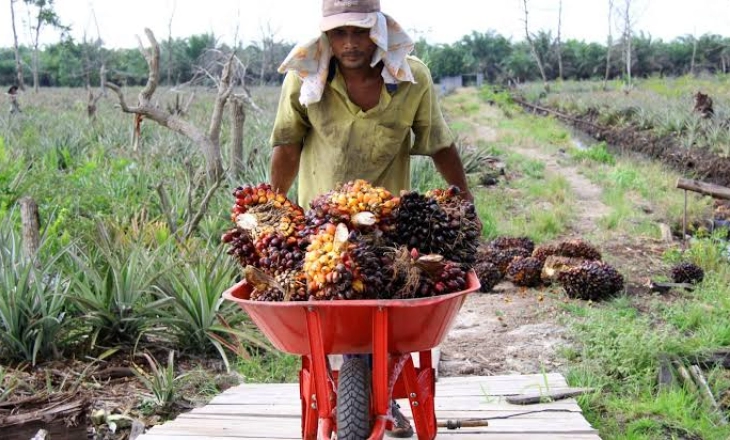 Pungutan Ekspor CPO Dihapus, BPDPKS Tekor Rp16 Triliun 