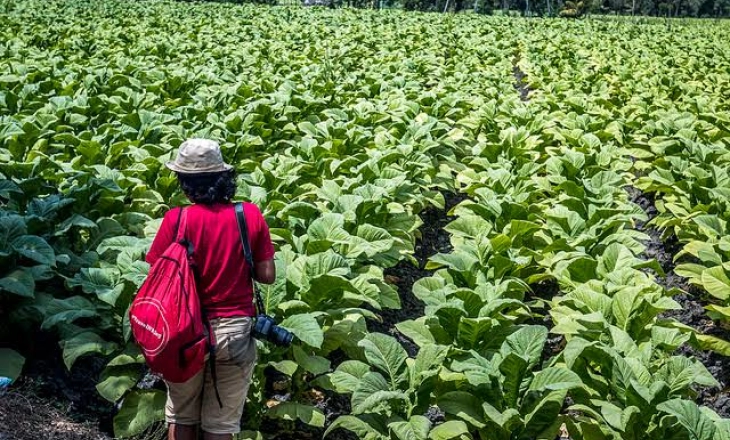 Pamekasan: BPP Biaya Tembakau 2022 Rp54.239 per Kilogram