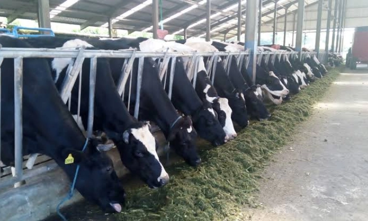 Wabah PMK Jelang Idul Adha, Kementan Tetapkan Prosedur Penanganan Hewan Kurban