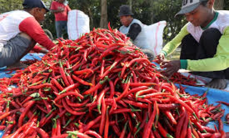 Harga Cabai Baturaja Tembus Rp120.000 per Kilogram