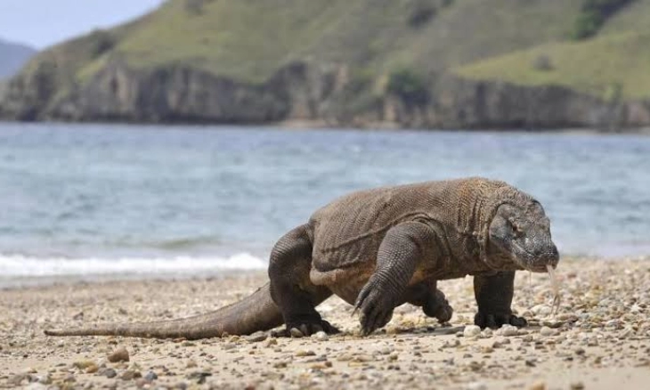 Mau Plesiran ke Pulau Komodo dan Padar, Modalnya Jutaan Gaes...