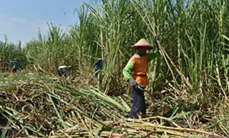 APTRI Dukung Subsidi Harga Gula Petani