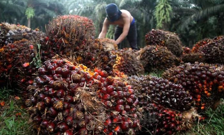 Pasar Lesu, Harga CPO Longsor Hingga Rp6.599 per Kilogram