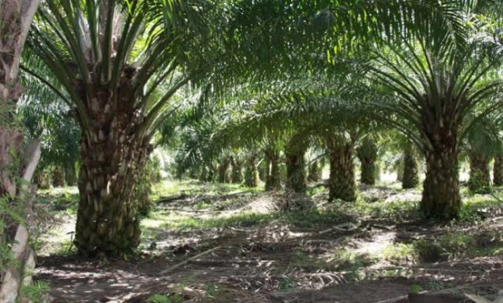 Urusan Menaklukan Pemain Sawit, Menko Luhut Jagonya