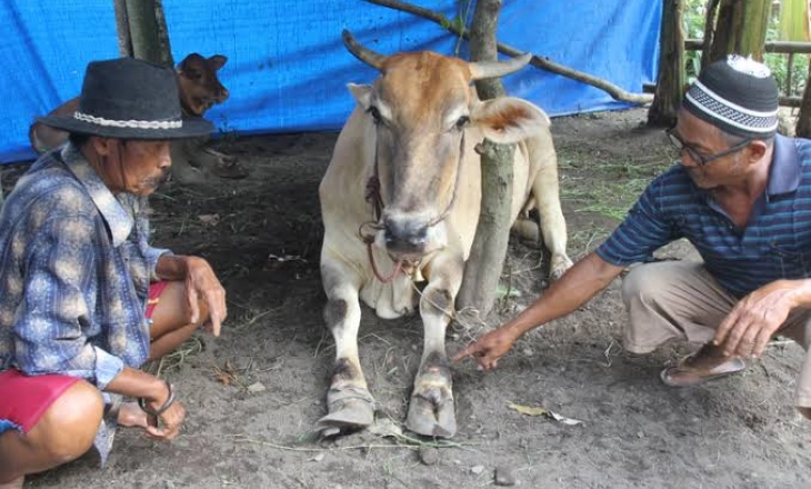 Pemilik Sapi Kena PMK Dimusnahkan, Dapat Ganti Rugi Rp10 Juta