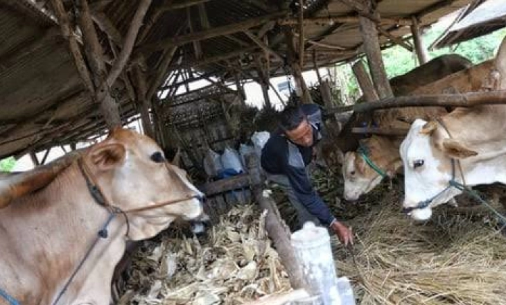 Penuhi Kebutuhan Jabodetabek dan Bandung Raya, Berdikari Datangkan 450 Ekor Sapi