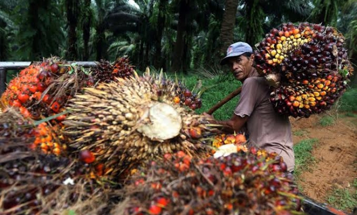 Harga TBS di Bawah Seribu/Kg, PKS Banyak yang Setop Operasi