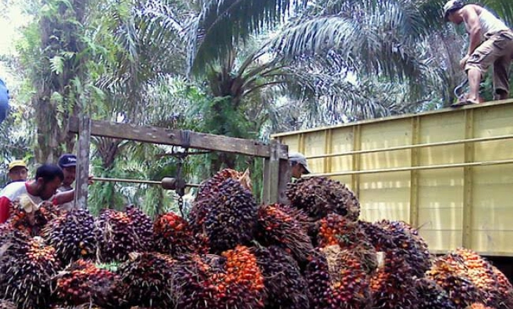 Gegara Tangki Penuh, Satu Pabrik Sawit Berhenti Operasi