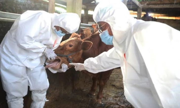 Hati-hati Beli Hewan Kurban, Kota Mataram Masuk Zona Merah PKM